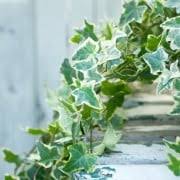 アイビー ヘデラ の育て方 植え替えや剪定 枯れる原因は Horti ホルティ By Greensnap