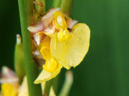 Image result for Marantochloa congensis