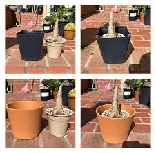 Image result for Cyphostemma quinatum