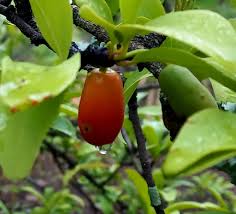 Image result for Siphonochilus longitubus