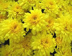 This plant is hardy to zone 4, so northern gardeners can enjoy it as well, but it really takes off in moist, warm climates. Midwest Gardening Best Performing Perennials