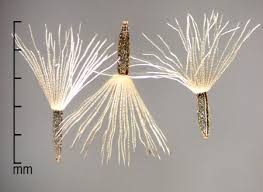 Image result for Aidia micrantha