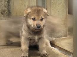 Compare 赤ん坊 (akanbō) and 赤子 (akago), both of which also allude to the reddish complexion of a newborn. å­çŠ¬ã˜ã‚ƒãªãã¦ã‚ªã‚ªã‚«ãƒŸã ã‚ˆ é¹¿å…å³¶ã®å‹•ç‰©åœ'ã«ã„ã‚‹ã‚·ãƒ³ãƒªãƒ³ã‚ªã‚ªã‚«ãƒŸã®è¦ªå­ãŒã‹ã‚ã„ã„ ã­ã¨ã‚‰ã¼