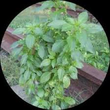 Image result for Micrococca mercurialis