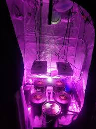 Bloom plus led grow light bp3000 with 1174pcs samsung diodes dimmable grow lights 4x4ft coverage full spectrum newest led grow lights for indoor plants commercial greenhouse veg and flower. First Hydro Grow 4x4 Tent X2 600w Led Rdwc Microgrowery