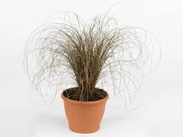 Image result for Carex mannii