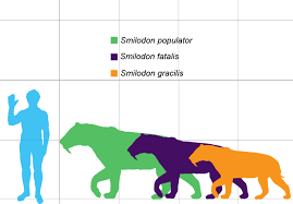 how big was a saber tooth tiger saber tooth tiger size