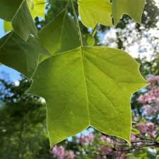 Discover our huge online selection of plants. Common Tree Leaf Id Palmate Leaves Tyler Arboretum