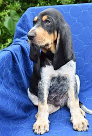 Image result for švycký honič