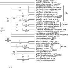 Image result for Diaphananthe lebelii