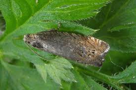 Image result for Cydia microgrammana