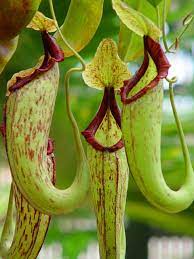 Carnivorous Pitcher Plant Pretty Creapy To See The Bugs These Things Catch In Their Pitchers Carnivorous Plants Pitcher Plant Plants