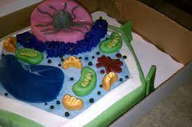 Animal cell made with fondant, rice crispy, vanilla. Plant Cell Cake 7th Grade Life Science Project Cakecentral Com