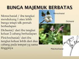 Itulah pembahasan quipper blog tentang bunga majemuk. Bunga Tunggal Dan Majemuk Pada Tumbuhan