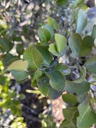 Image result for Maytenus undata