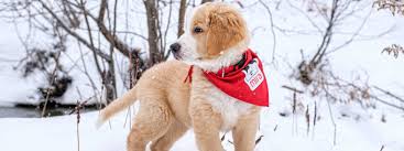 Famille d'accueil pour chien, version dog sitting payant. Devenir Famille D Accueil Mira