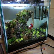 We did not find results for: Aquarium Mini Soliter Ikan Cupang Ikan Hias Kecil 30x25x30 Shopee Indonesia