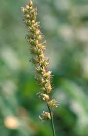 Image result for Cenchrus trachyphyllus