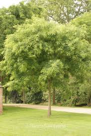 Image result for Styphnolobium