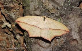 Image result for Timandra comae