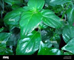 Image result for Rungia