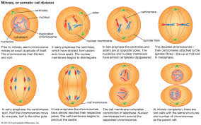This type of cell division is good for basic growth, repair, and maintenance. Cell Cell Division And Growth Britannica