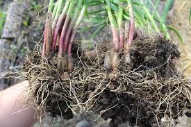 Sprouted garlic actually has amazing health benefits. Growing Garlic As A Perennial