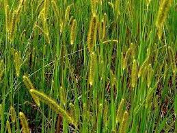 Image result for Setaria pumila