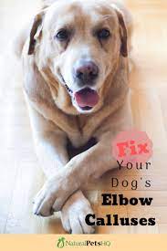 My Dog S Elbow Callus Is Bleeding Help Natural Pets Hq Dog Skin Allergies Dog Dry Skin Large Dog Breeds