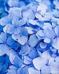 Blue Hydrangea Flower Blue Hydrangea Flowers Hydrangea Colors Hydrangea Flower