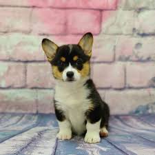 Roanoke, va (roa) savannah / hinesville (sav) southern wv (swv) southwest va (vaw). Pembroke Welsh Corgi Puppy For Sale Puppy Love