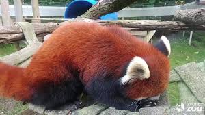 Toronto zoo giant panda cubs born october 13, 2015. The Toronto Zoo Red Panda Ralphie Having A Snack Facebook