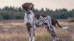 German Shorthaired Pointer Dog Breed Information and Pictures