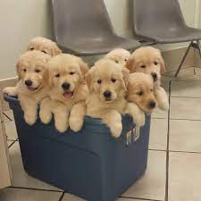 German shepherd, golden retriever, labrador retriever and siberian husky puppies for sale! Golden Retriever Puppies For Sale In Tennessee Home Facebook