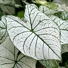 Image result for Caladium
