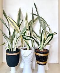 Image result for Sansevieria metallica