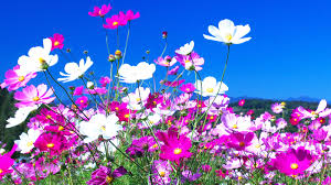 Cut flower plants can be targets for the usual garden pests (snails, slugs and earwigs) as well as fungal diseases like powdery mildew. 7 Fast Growing Flowers To Revamp Your Garden Asap