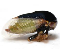 Image result for Microchloa altera