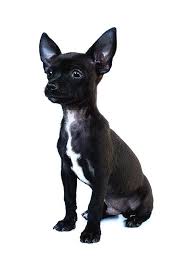 Black Apple Head Chihuahua Pin On Chihuahuas