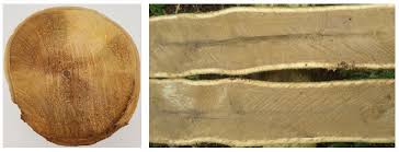 Problemas forestales e incidencias en el ser humano: Experiencia de Gmelina  arbórea en Ecuador