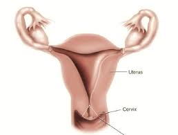 La dilatazione della cervice uterina nel travaglio. Sccal La Dilatazione Della Cervice Uterina Durante Il Travaglio