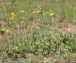 Image result for Haplocarpha scaposa