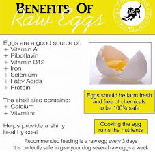 Benefits Off Eggs For Your Dog Raw Feeding For Dogs Healthy Dog Food Recipes Eggs For Dogs