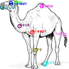 You can slim down your mons pubis and reduce camel toe with weight loss. Camel One Shot Part Labeling