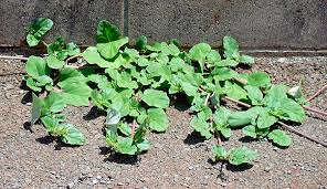 Image result for Boerhavia coccinea