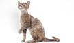 Devon Rex - Wikipedia