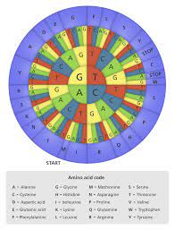 Check spelling or type a new query. What Does Dna Do Facts Yourgenome Org