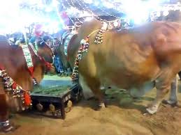It's the greatest video clip of black camel qurbani at the place of saima heaven in karachi. Shahid Afridi Branded Cattle Beauty On Eid Ul Azha 2015 Video Dailymotion