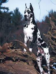 They do not bark much, but make great watchdogs. European Great Dane Love Everything Dane Dog Great Dane Dogs European Great Dane