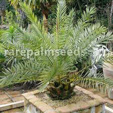 We did not find results for: Phoenix Theophrasti Cretan Date Palm Buy Seeds At Rarepalmseeds Com